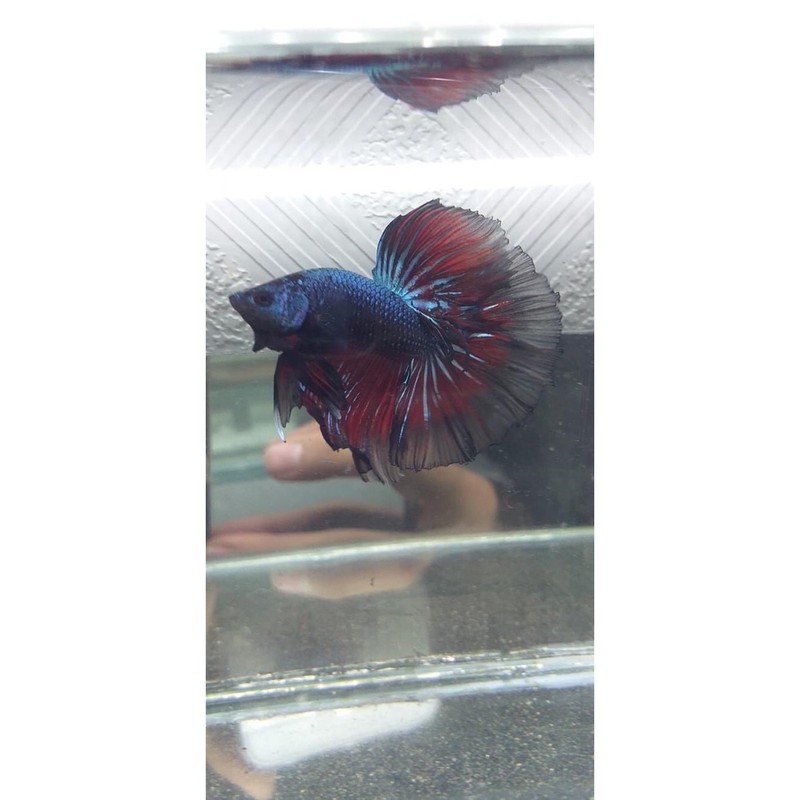 BETTA haflmoon
