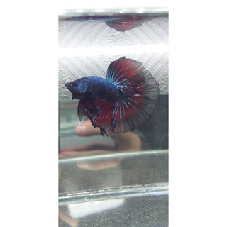 BETTA haflmoon