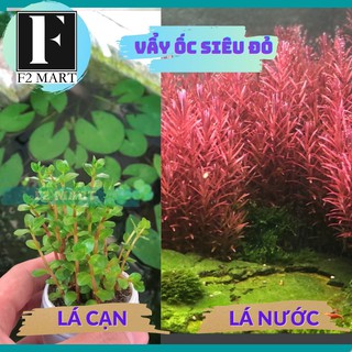 Vảy Ốc Siêu Đỏ-Cây Thủy Sinh Cắt Cắm [LÁ CẠN]