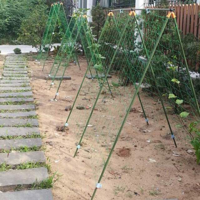 Lưới leo giàn 3*3m ( sợi cước )