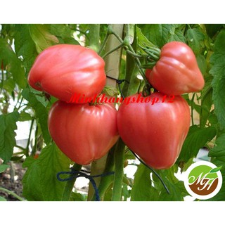 Hạt giống Cà Chua Trái Tim Đỏ - Hạt Chuẩn Nảy Mầm Tốt