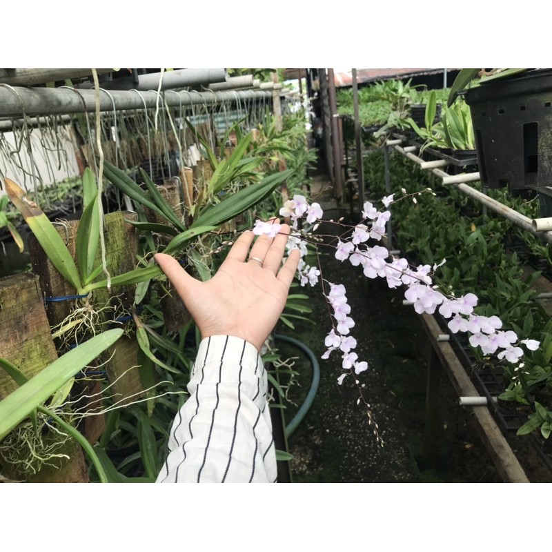 Vũ Nữ Peru Ghép Gỗ