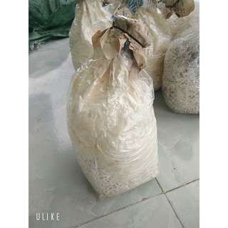 Meo nấm sò
