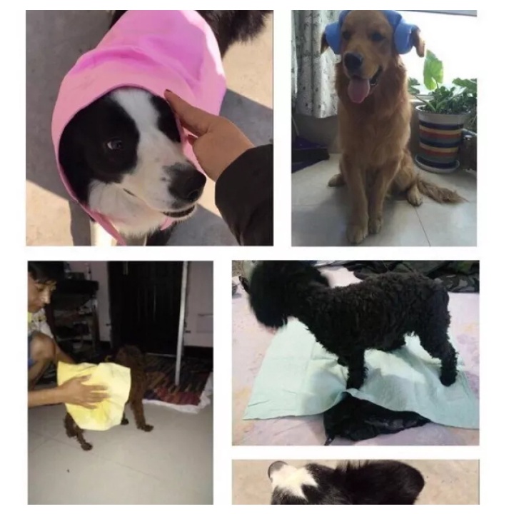 Khăn tắm chó mèo Clean Cham siêu thấm hút, Lau khô lông chó mèo trong 1 nốt nhạc