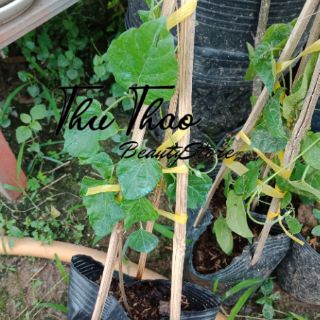 Cây giống hoa liên lý
