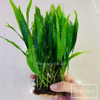 Cây thủy sinh Dương xỉ lá dẹt (Chỉ ship miền Bắc và đầu miền Trung)