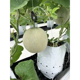 10 cái móc treo dưa lưới- dưa lê- dưa hấu và các loại trái cây