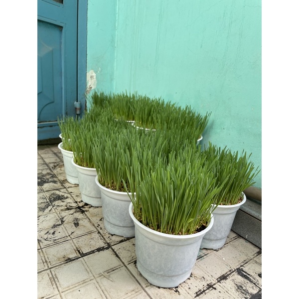 cỏ mèo trồng sẵn