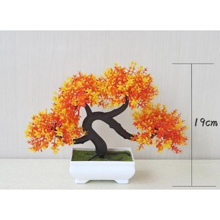 Chậu bonsai để bàn Cao Cấp