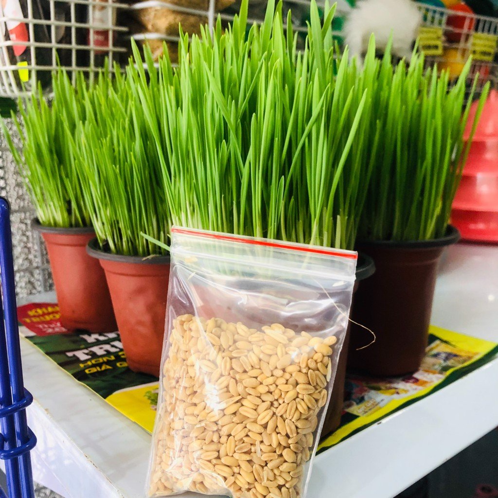 Hạt giống đất trồng cỏ mèo tươi khạc búi lông - iPet Shop
