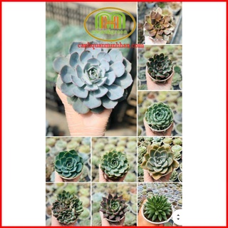 [ĐỒNG GIÁ] Cây sen đá tuổi Dậu cây ưa nắng để bàn làm việc bàn nước sân vườn