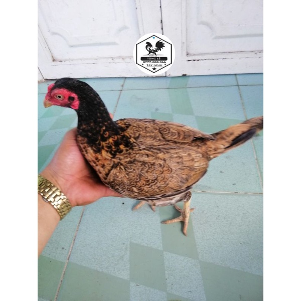 12 trứng gà tre asil bakistan