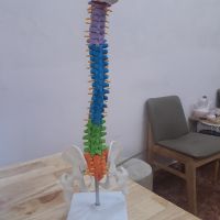 MÔ HÌNH CỘT SỐNG 45CM