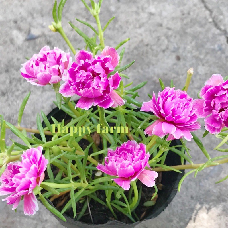 Chậu hoa mười giờ màu hồng tím xẻ