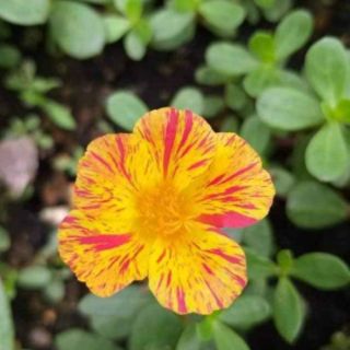 Hoa sam nhiều màu