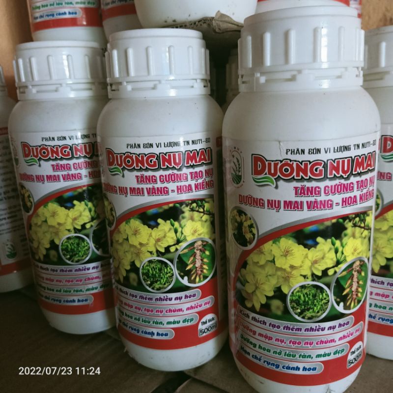 SIÊU TẠO NỤ DƯỠNG NỤ MAI VÀNG