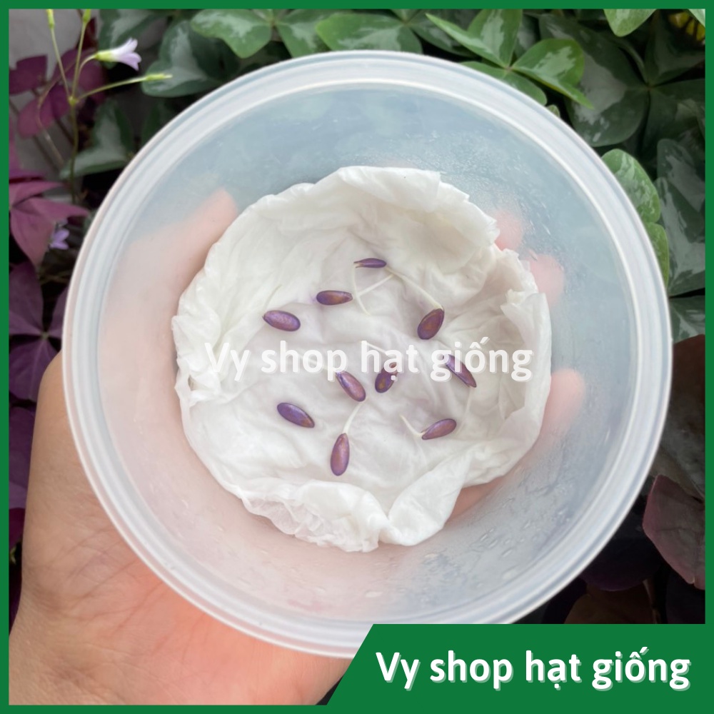 Hạt giống dưa lưới ruột cam Lemon Cat Thái Lan nguyên gói 50 hạt
