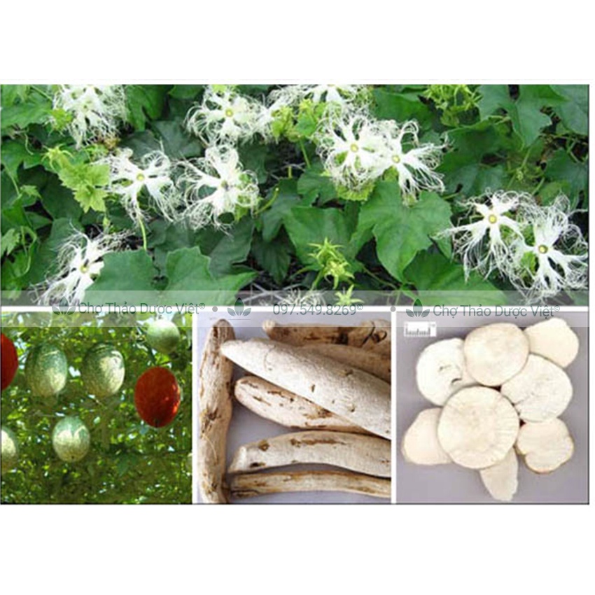 Thiên hoa phấn khô thượng hạng 1kg - Chợ Thảo Dược Việt