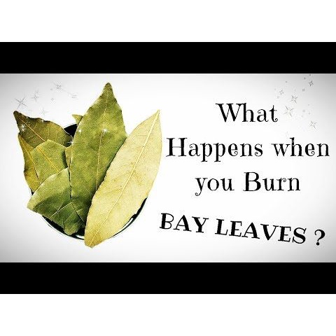 Lá Nguyệt Quế - Bay leaf may mắn