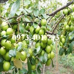 Cây táo thái siêu trái