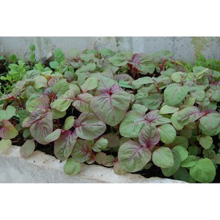 Kho buôn Hạt giống Rau Dền Nhiều Màu ( gói 20 gram)