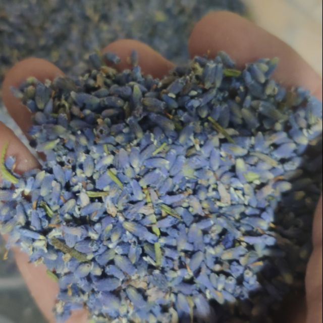 Nụ hoa lavender khô
