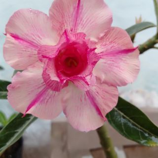 30 hạt sứ thái cánh kép nhập.