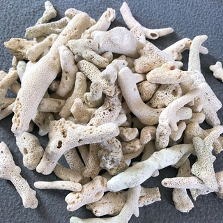 [Vật Liệu Lọc] 1kg San Hô Vụn, Trang Trí, Lọc Nước, Tăng Ph, Không Lo Âu Chất thải cá làm tụt Ph nhé