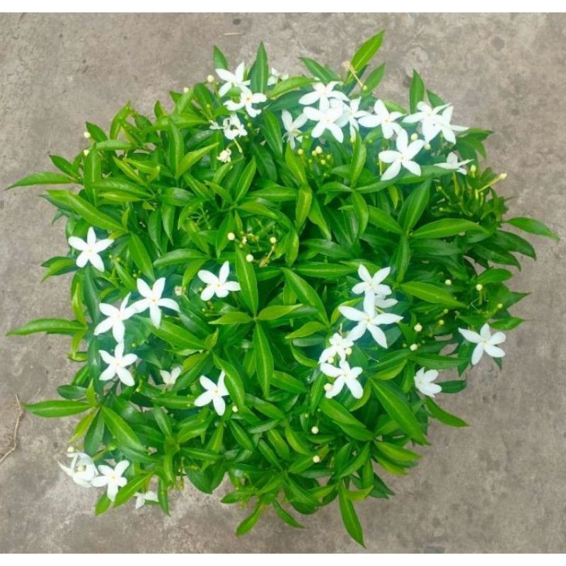 Cây mai vạn phúc