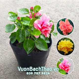 Cây Hoa Bông Bụt Thái Kép (Cây bông bụp thái kép)