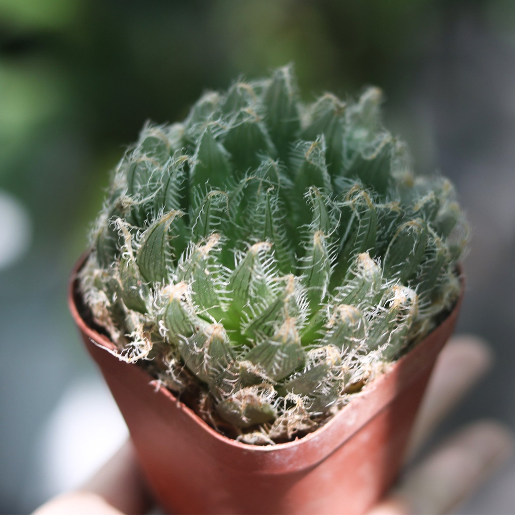 Sen đá Haworthia nhiều loại, size chậu 8cm