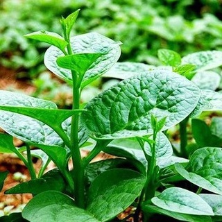Hạt giống rau mồng tơi
