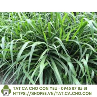 Gói 1KG hạt giống Cỏ Ruzi (Cỏ sả, Chịu giẫm đạp)