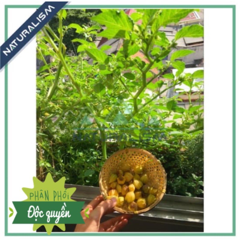 Trái Thù Lù già lấy hạt giống, Tầm Bóp, Cà chua Lồng đèn, golden berry