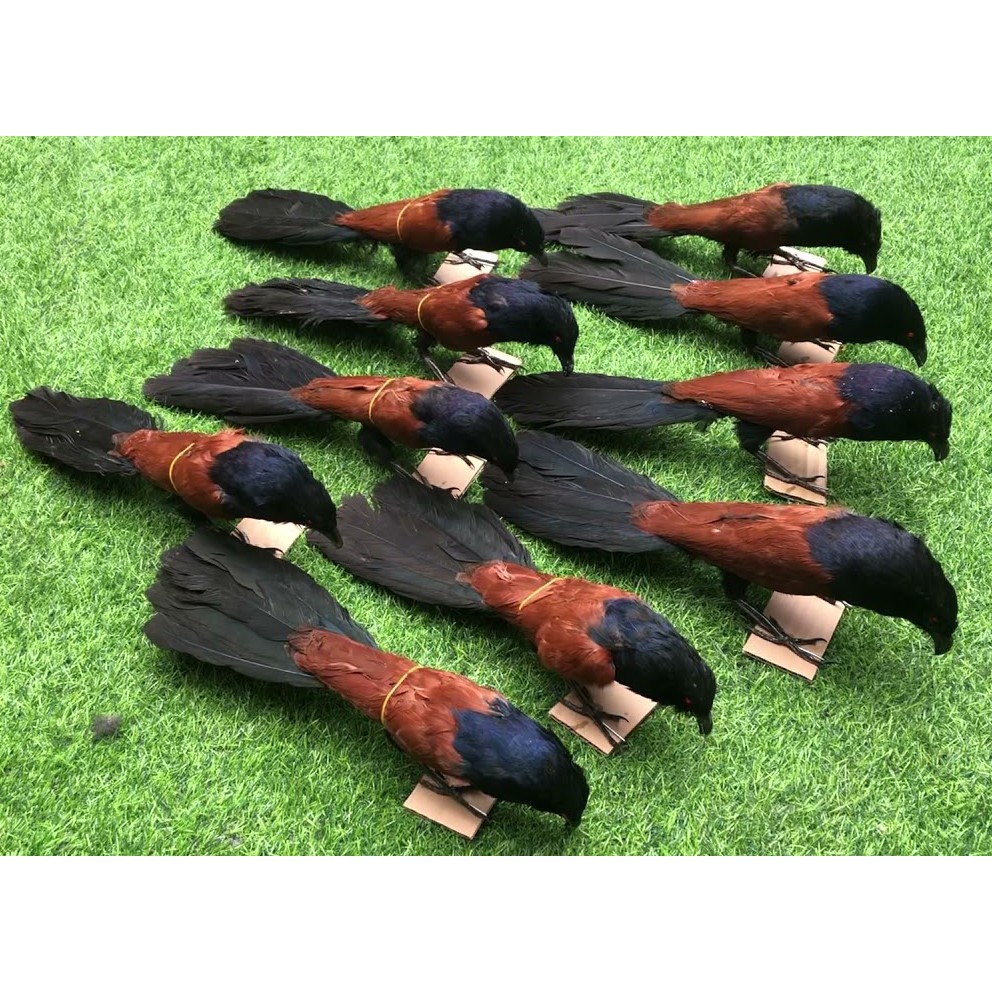 Chim Mồi Giả Nhồi Keo Bẫy Chim Bìm Bịp và Quốc