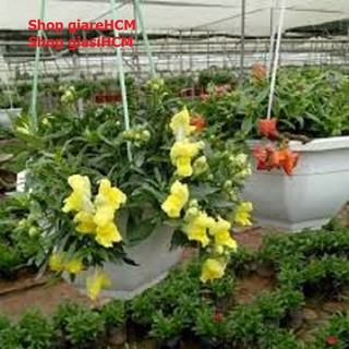 10 chậu trồng hoa hình lục giác có móc treo- Size 21 x14 cm