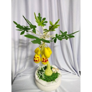 Chậu đu đủ tài lộc cao 35cm