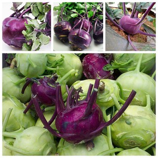 Combo 2 gói hạt giống su hào tím và xanh - DC