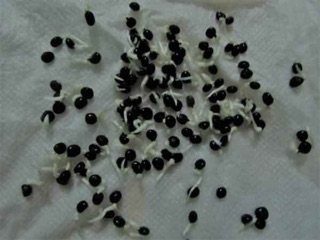 hạt giống măng tây xanh 20 hạt