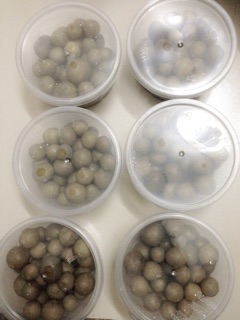 Ô Mai Sấu Bao Tử Giòn(50-500g)