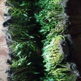 Phong lan chuỗi ngọc (chuỗi ngọc Điện Biên)