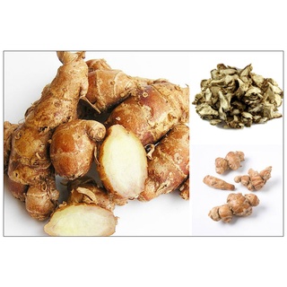 CỦ ĐỊA LIỀN TƯƠI