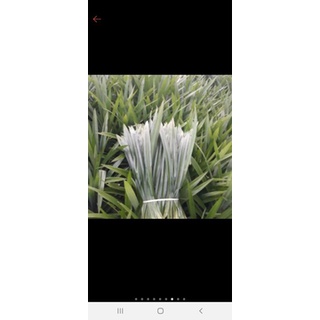 2kg lá dứa tươi (lá nếp)