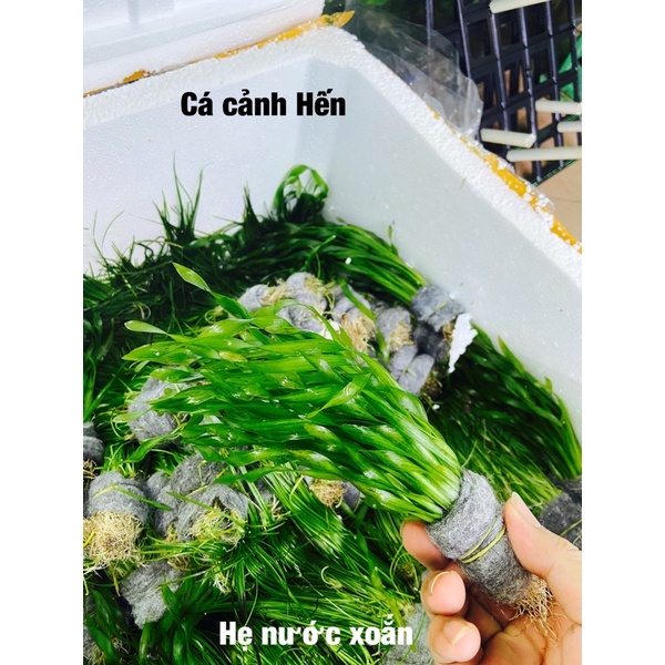 Cây thuỷ sinh hẹ xoắn .  cây siêu khoẻ khong cần phân nền và co2
