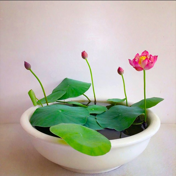 Hạt Giống Hoa Sen Mini Rạng Đông Nhiều Màu Nảy Mầm Nhanh- Gói 5 Hạt (HRD-036)