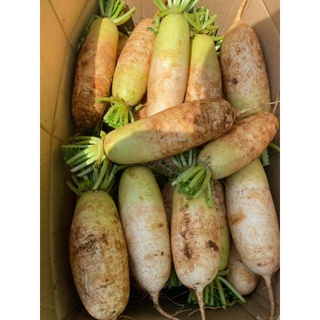 HẠT GIỐNG CỦ CẢI HÀN QUỐC( 20 HẠT)