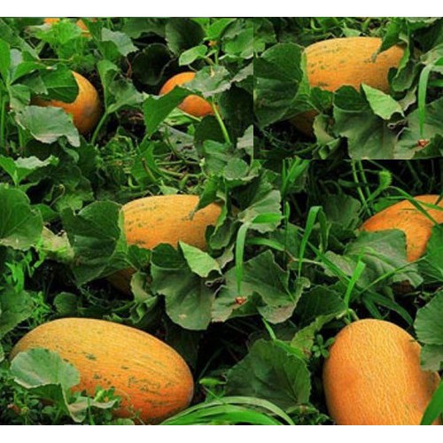 Hạt Giống Dưa Lưới Vàng Chịu Nhiệt  - Giòn Ngọt, Giàu Vitamin, Năng Suất Cao - MUA 3 TẶNG 1 CÙNG LOẠI