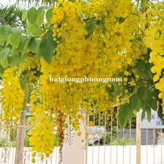 Hạt giống hoa Muồng vàng MSA