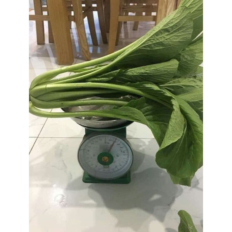 hạt giống cải ngọt khổng lồ 10gr