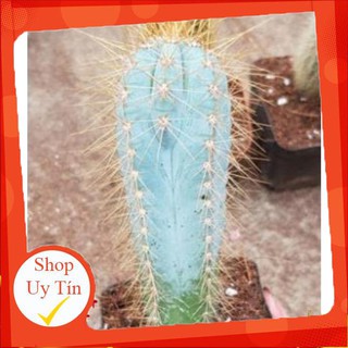 Xương rồng trụ xanh dương🍏 |FREESHIP| 🔥 XỨ NÓNG, ĐÃ THUẦN KHÍ HẬU, KHOẺ ĐẸP 🍏 LỖI 1 ĐỔI 1